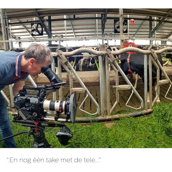 Cameraman maakt video opname in de koeienstal