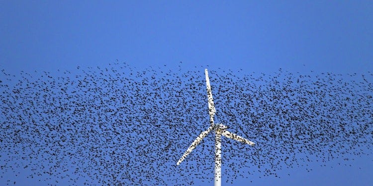 IoT-platform protects bird at Windpark Maasvlakte 2